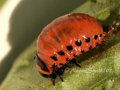 Colorado Potato Beetle Larvae JL7 #8267