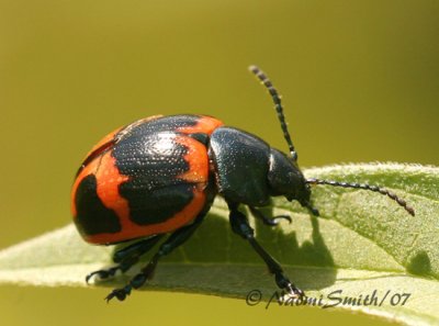 Swamp Milkweed Beetle JL7 #8464