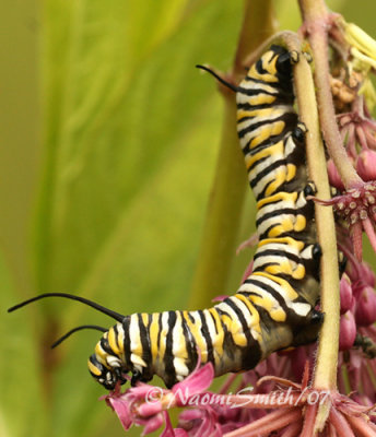 Monarch-Danaus plexippus Caterpillar JL7 #8478