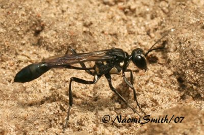 Thread-waisted Wasp Eremnophila aureonotata JL7 #8347