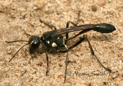 Thread-waisted Wasp  Eremnophila aureonotata  JL7 #8371
