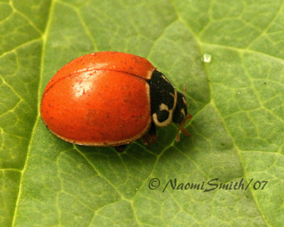 Spotless Lady Beetle-Cycloneda munda  JL7 #8613