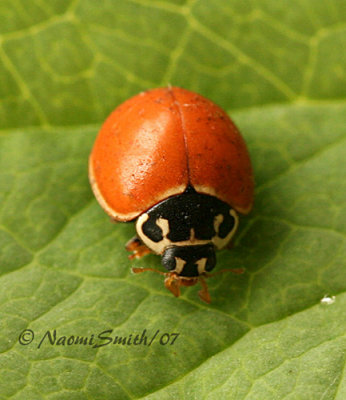 Spotless Lady Beetle-Cycloneda munda  JL7 #8611