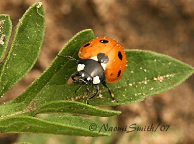 Seven-spotted Lady Beetle-Coccinella septempunctata  JL7 #8727