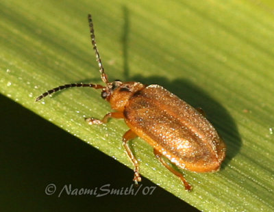 Galerucella calmariensis JL7 #9418.jpg