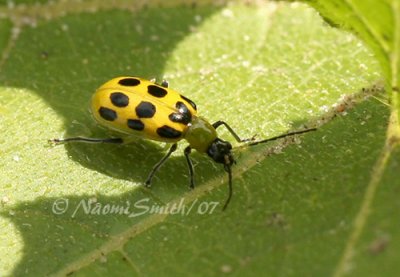 Spotted Cucumber Beetle JL7 #9633