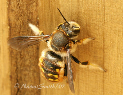 Anthidium manicatum JL7 #9694