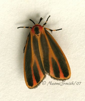 Painted Lichen Moth - Hypoprepia fucosa JL7 #9910