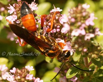 Great Golden Digger Wasp - Sphex ichneumoneus JL7 #0184