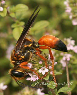 Great Golden Digger Wasp-Sphex ichneumoneus  JL7 #0229