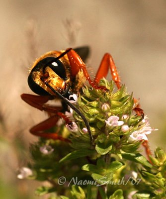 Great Golden Digger Wasp-Sphex ichneumoneus  JL7 #0192