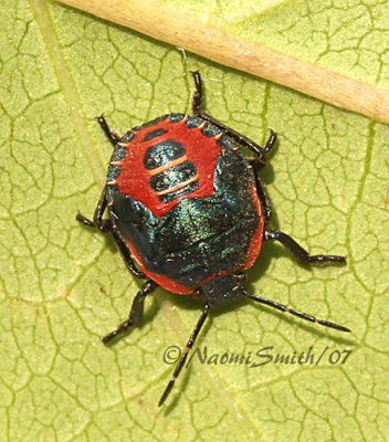 Perillus bioculatus - Stink Bug JL7 #0566