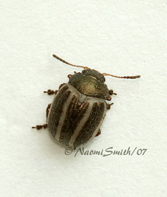 Zygogramma suturalis JL7 #0757