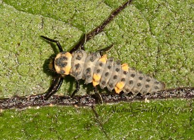 Lady Beetle Larvae JL7 #1299