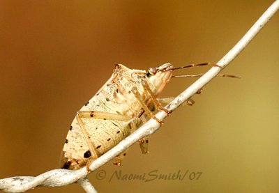 Stink Bug AU7 #1503