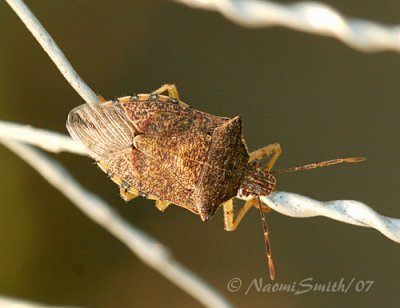 Stink Bug AU7 #1518