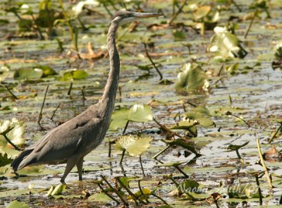Great Blue Heron AU7 #3688