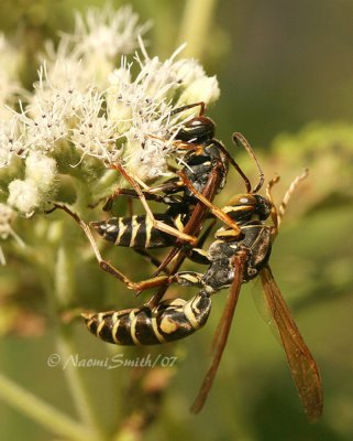 Polistes fuscatus AU7 #3710