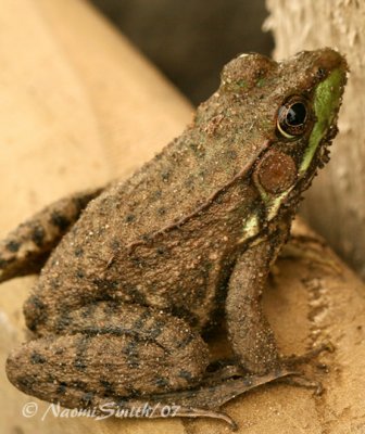 Green Frog AU7 #3096