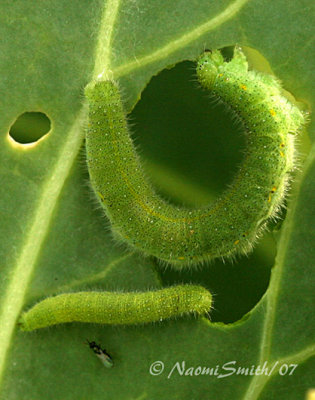 Cabbage Butterfly Larvae and parasite AU7 #3072