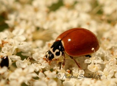 Spotless Lady Beetle AU7 #2843