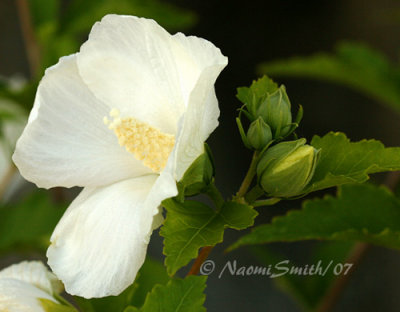Rose of Sharon (Hibiscus syriacus 'Diana') AU7 #2985