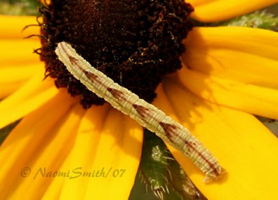 Common Pug Caterpillar-Eupithecia miserulata  AU7 #1854
