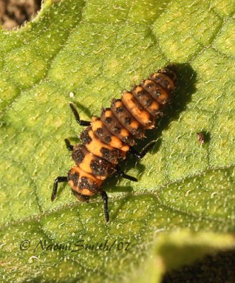 Lady Beetle Larvae AU7 #2188