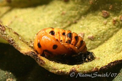 Lady Beetle pupa AU7 #2221