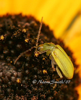 Corn Rootworm AU7 #2471