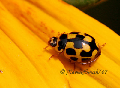 Fourteen Spotted Lady Beetle AU7 #2490
