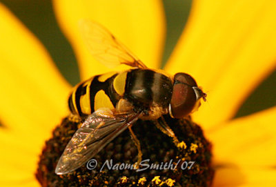 Syrphid Fly AU7 #2459