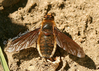 Poecilanthrax tegminipennis AU7 #2520