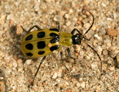 Spotted Cucumber Beetle AU7 #1946
