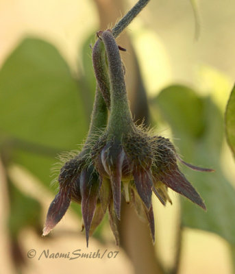 Morning Glory Seed Pods S7 #4229