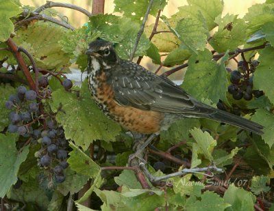 American Robin and Grapes (Turdus migratorius) S7 #4274