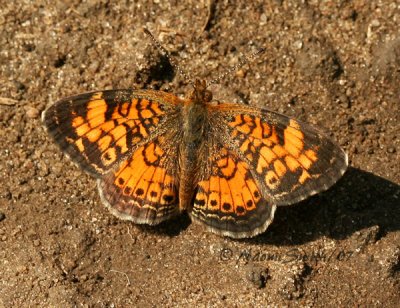 Pearl Crescent - Phyciodes tharos - Male  S7 #4200