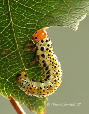 Rose Sawfly - Arge ochropus O7 #5237