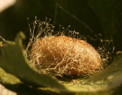 Rose Sawfly Cocoon O7 #5361