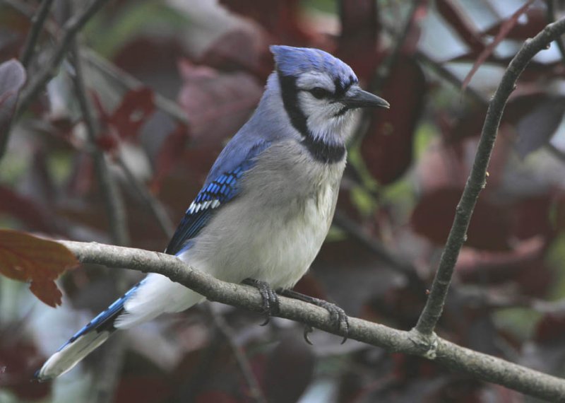 Blue Jay