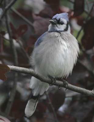 Blue Jay