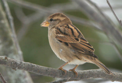 House Sparrow-Female