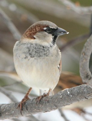 House Sparrow-Male