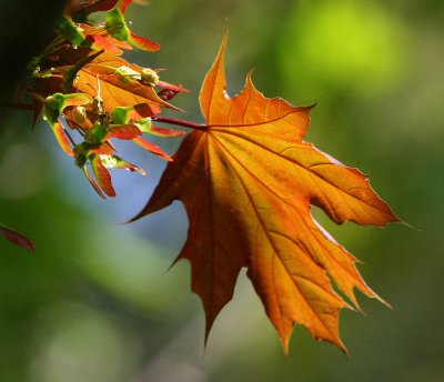 Maple Leaf-Fall Color