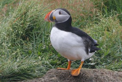 Atlantic Puffin