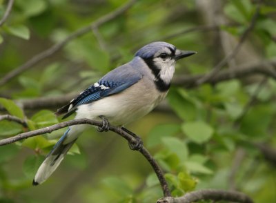 Blue Jay