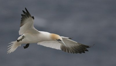 Northern Gannet