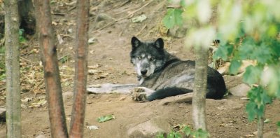 Wolf