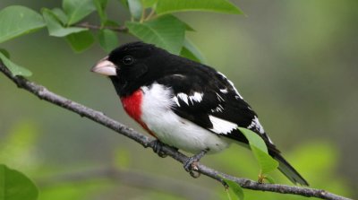 Rose-Breasted Grosbeak