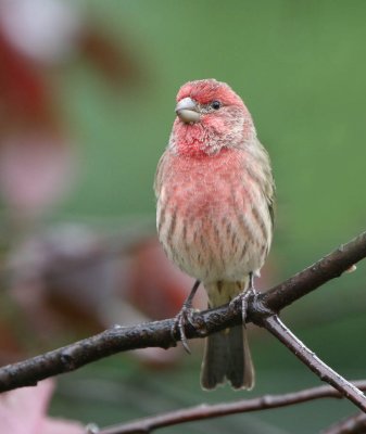 House Finch - Male